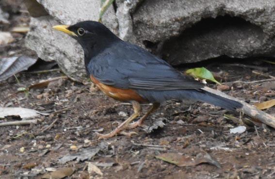 Black-breasted Thrush - ML643270639