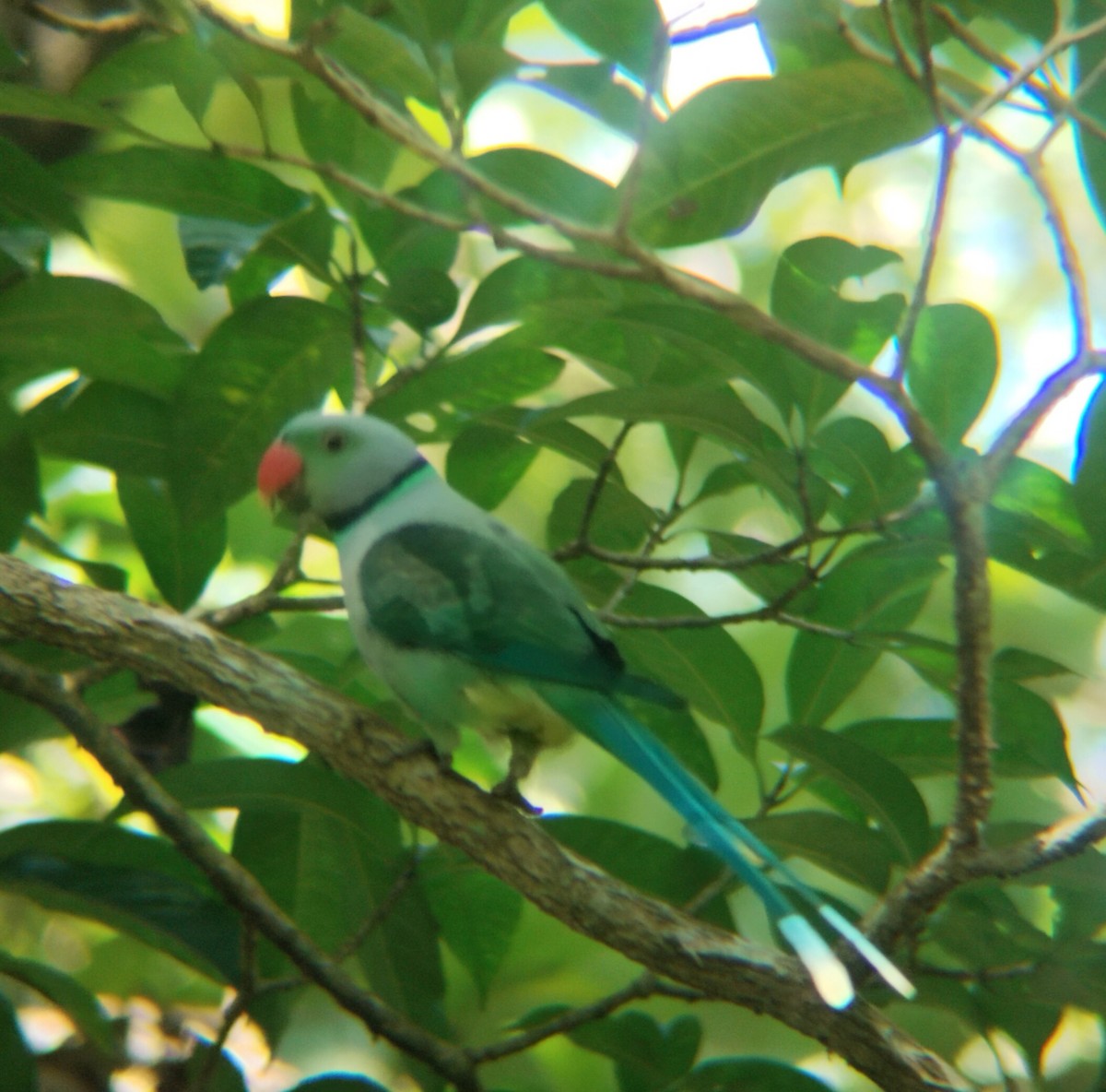 Malabar Parakeet - ML643270649