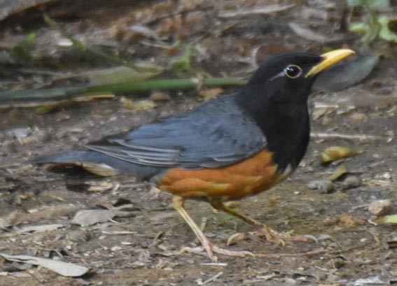 Black-breasted Thrush - ML643270650