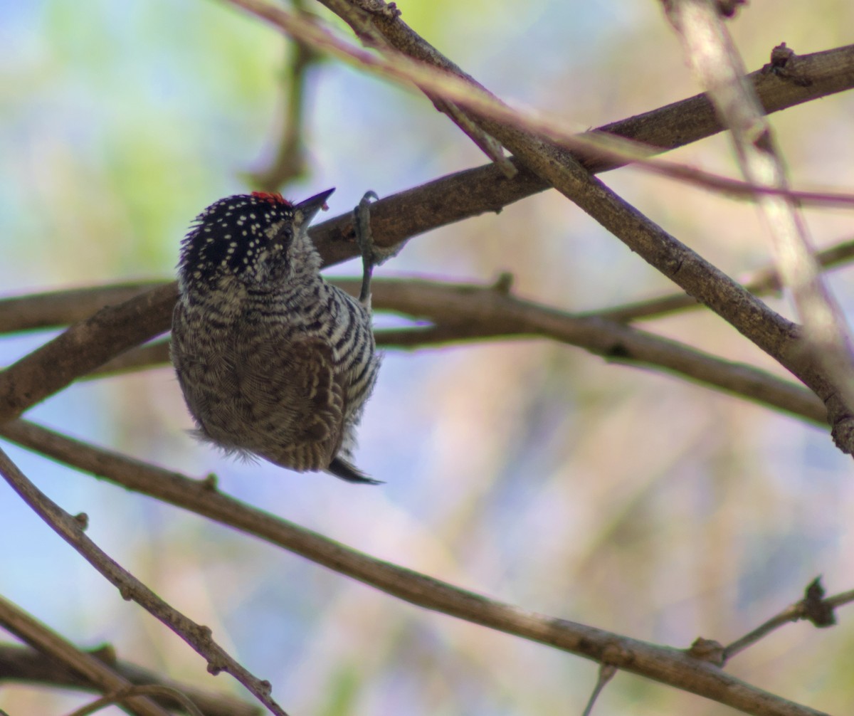 White-barred Piculet - ML643270680