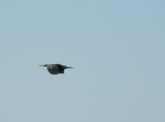Black Bittern - ML643270690