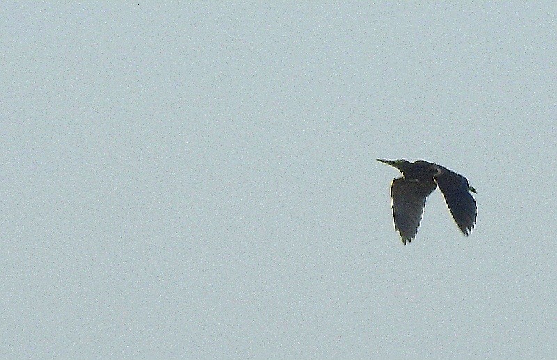 Black Bittern - ML643270691