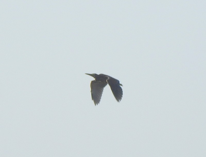 Black Bittern - ML643270692