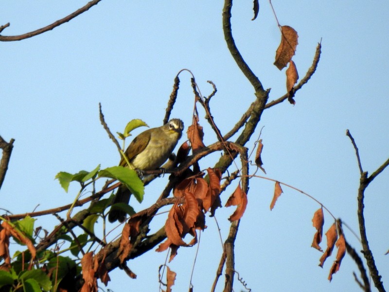 White-browed Bulbul - ML643270720