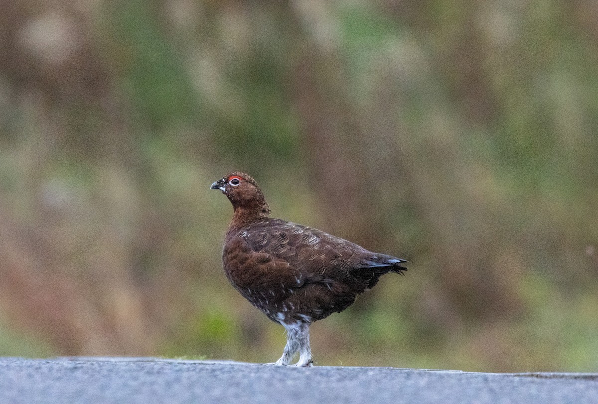 Lagopède des saules (scotica/hibernica) - ML643270735