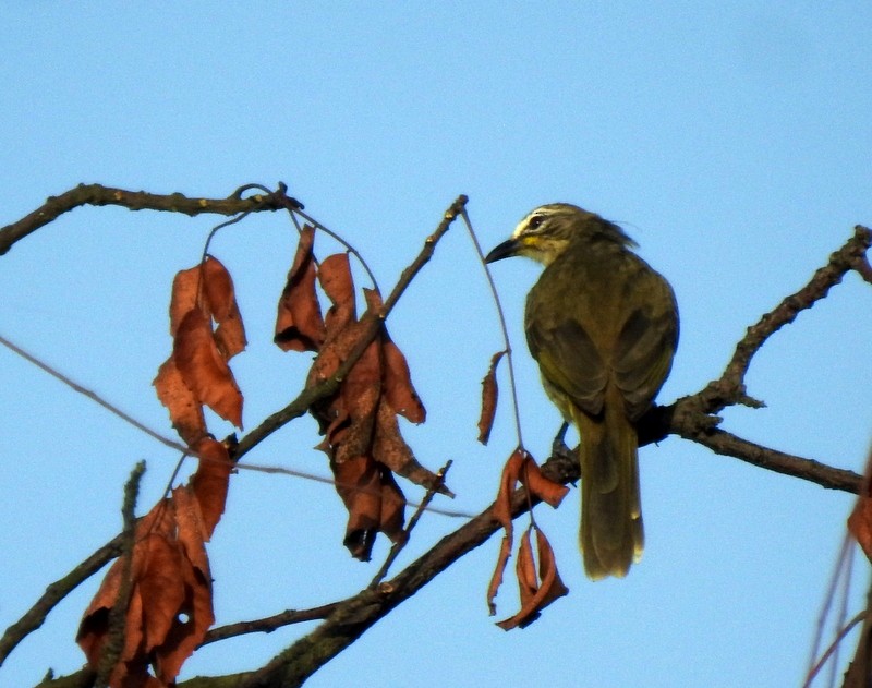White-browed Bulbul - ML643270737