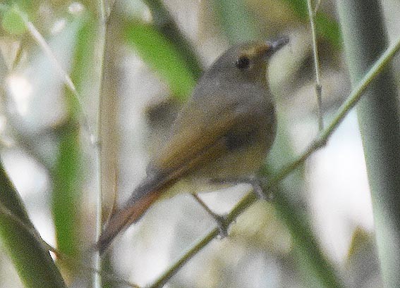 Chinese Vivid Niltava - ML643270741