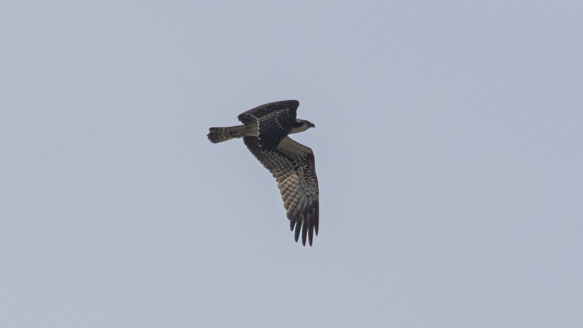Osprey - ML643270749