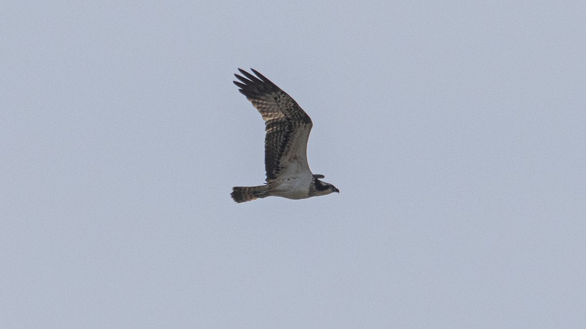 Osprey - ML643270751