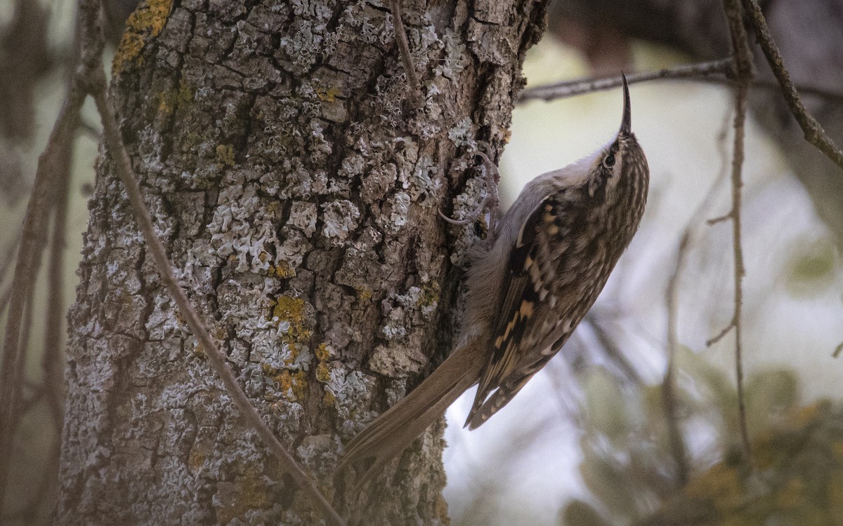 Short-toed Treecreeper - ML643270752