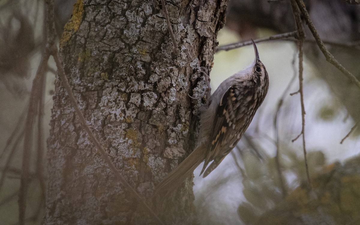 Short-toed Treecreeper - ML643270755