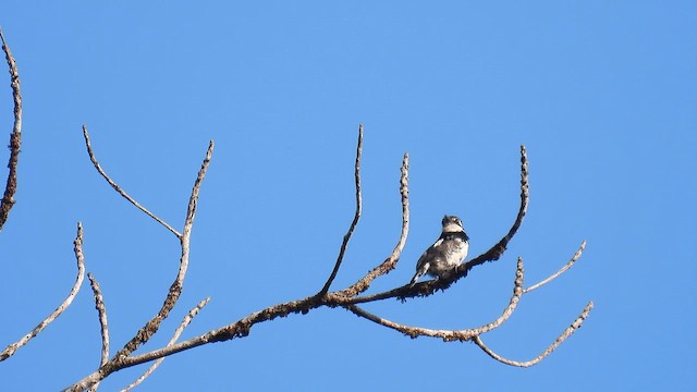 Pied Puffbird - ML643270820