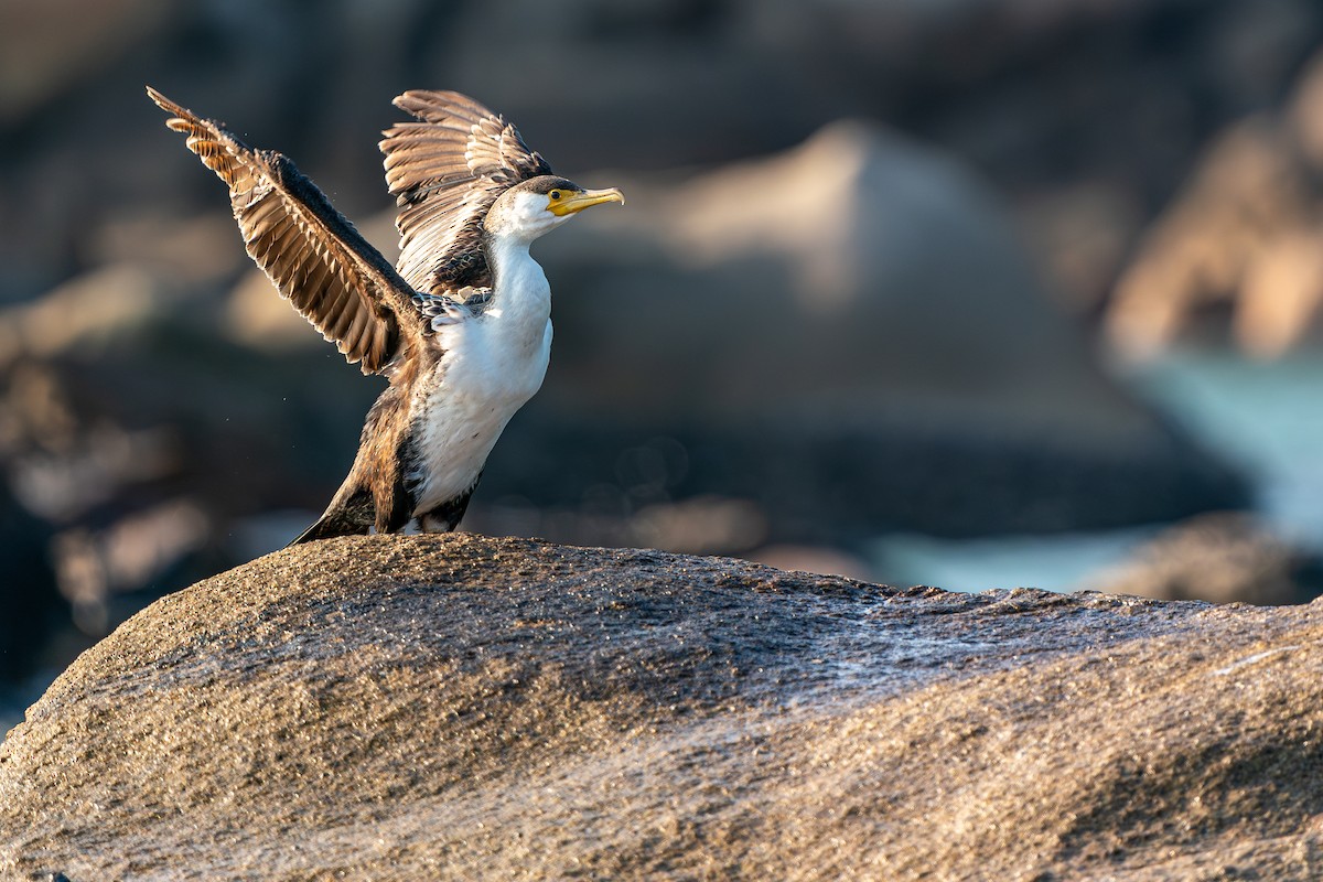 Japanese Cormorant - ML643270829