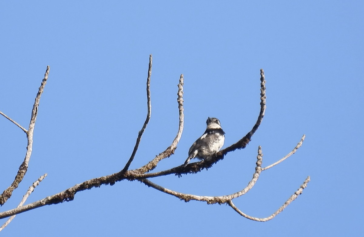 Pied Puffbird - ML643270839
