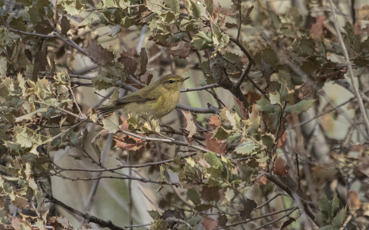 Common Chiffchaff - ML643270846
