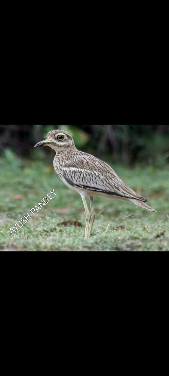 Indian Thick-knee - ML643270856