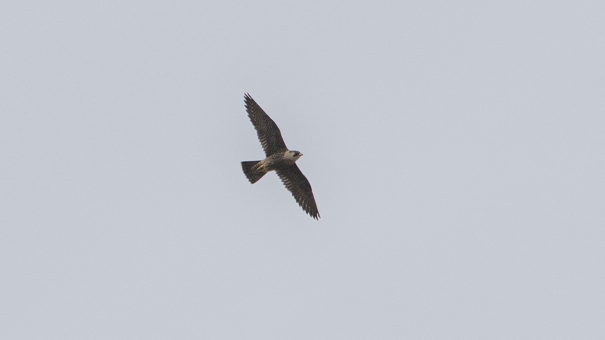Peregrine Falcon - ML643270870