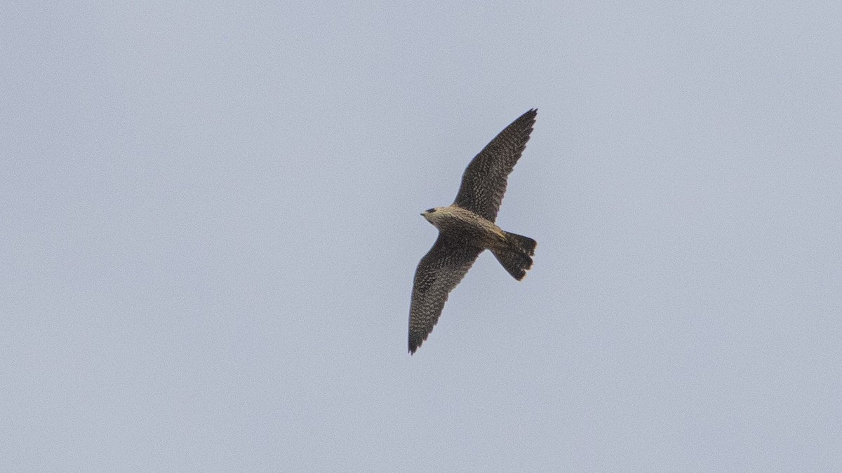 Peregrine Falcon - ML643270871