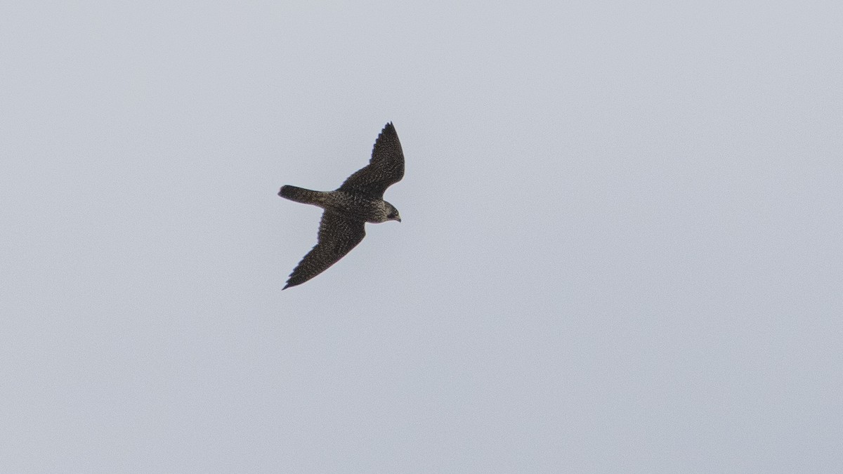 Peregrine Falcon - ML643270872