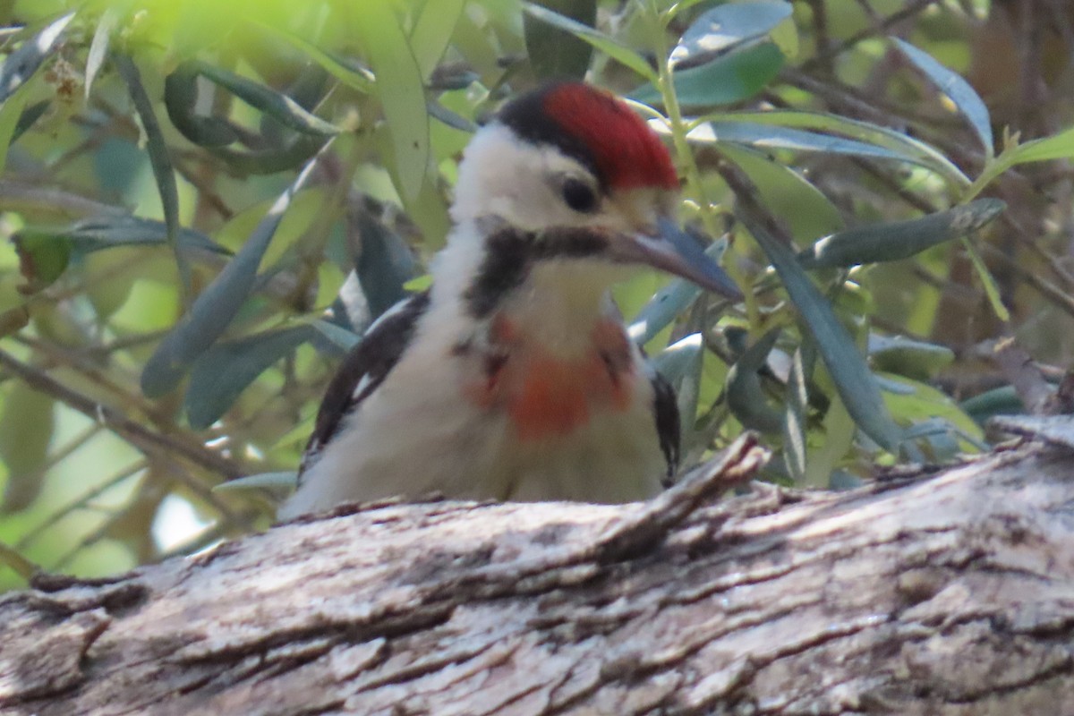 strakapoud jižní - ML643270873