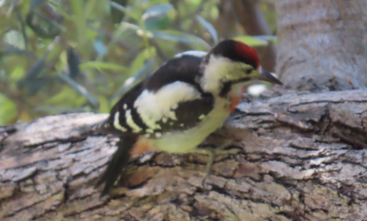 strakapoud jižní - ML643270874