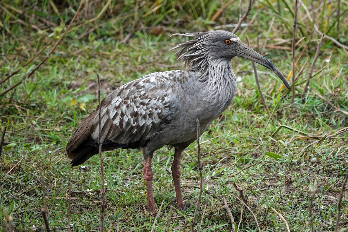 Plumbeous Ibis - ML643270887