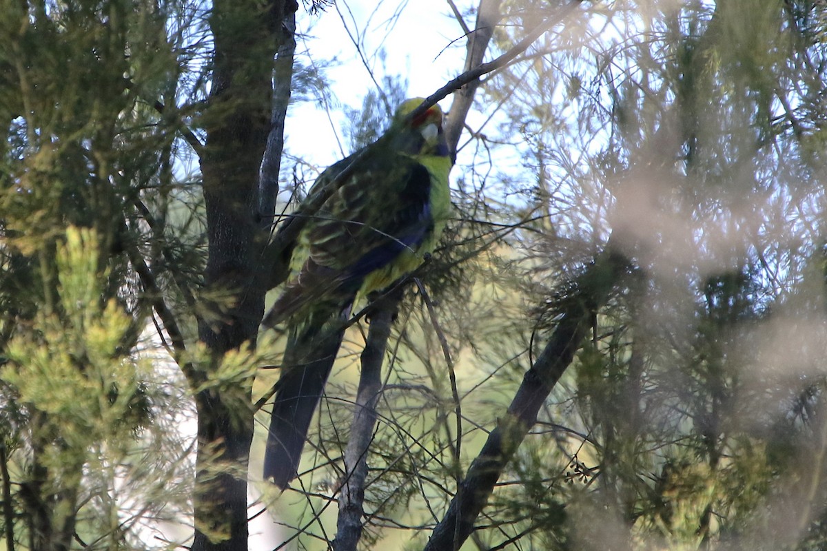 Green Rosella - ML643270891