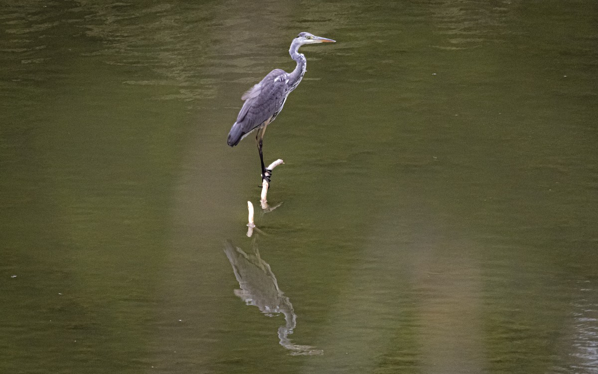 Gray Heron - ML643270897