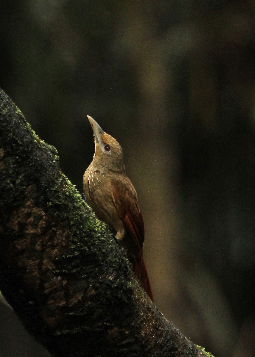 Cinnamon-throated Woodcreeper - ML643270908