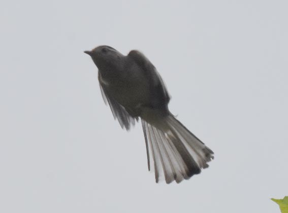 Blue-winged Minla - ML643270909