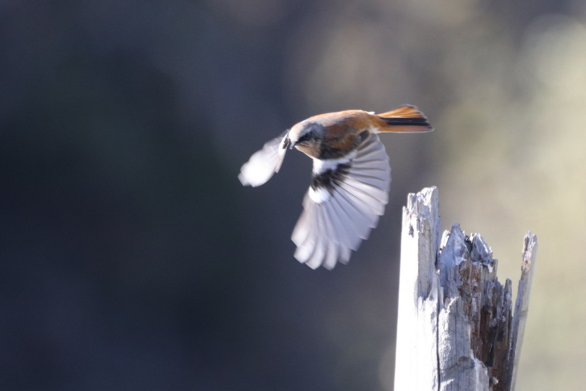 Улбар гал сүүлт - ML643270913