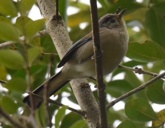 Blue-winged Minla - ML643270916
