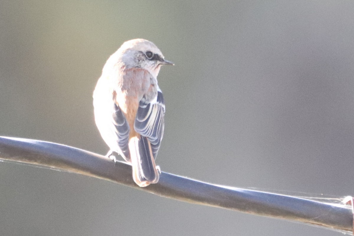 Улбар гал сүүлт - ML643270917