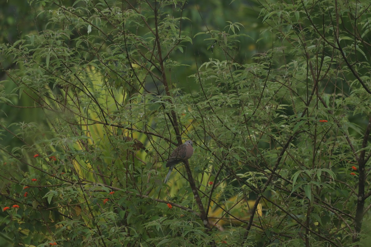 Spotted Dove - ML643270918