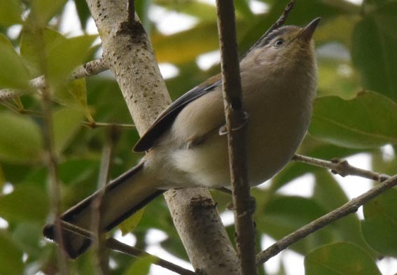 Blue-winged Minla - ML643270924