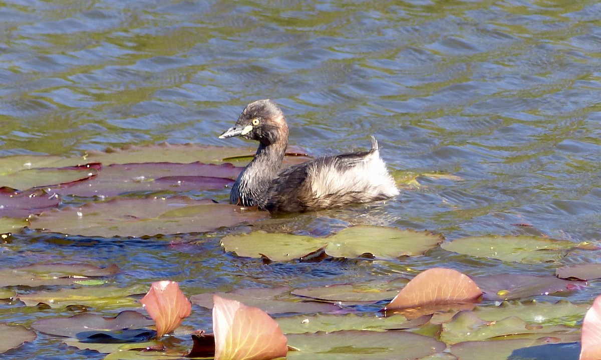 Australasian Grebe - ML643270975
