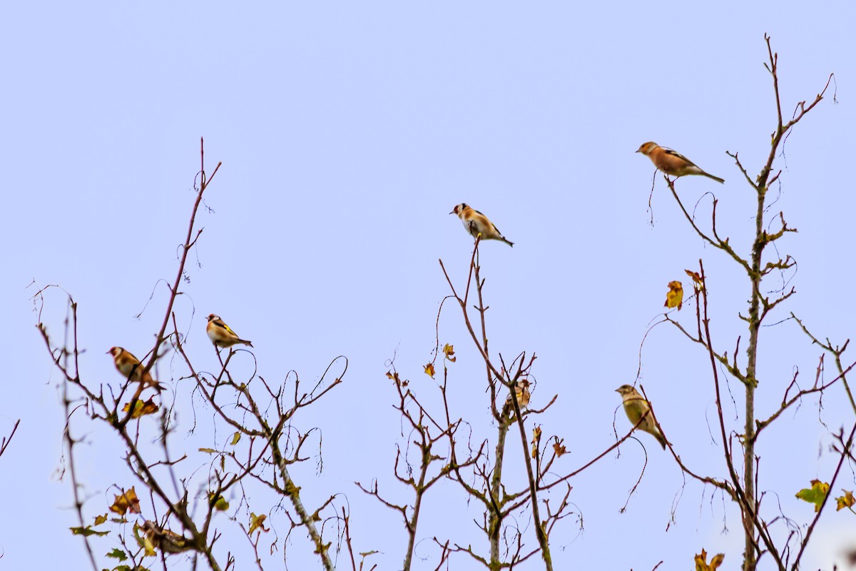 European Goldfinch - ML643270980