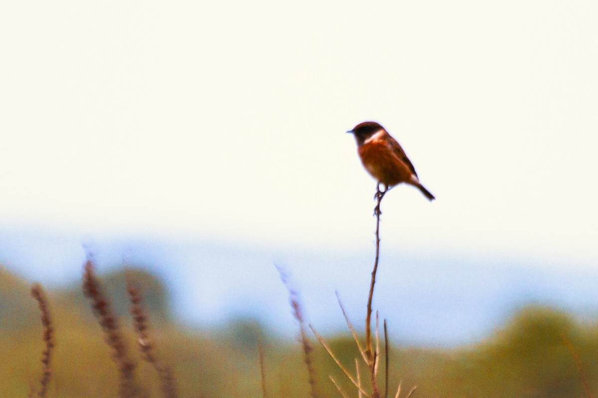 European Stonechat - ML643270981