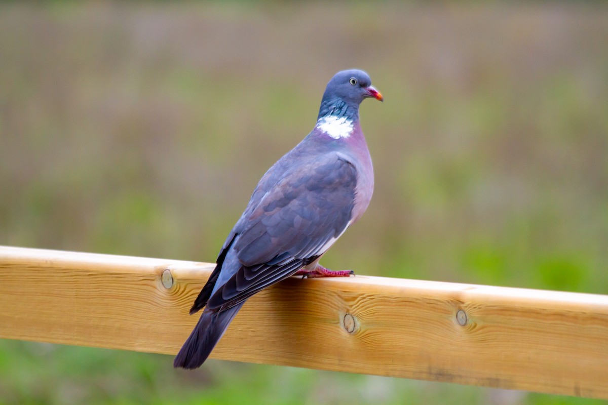 Common Wood-Pigeon - ML643270987