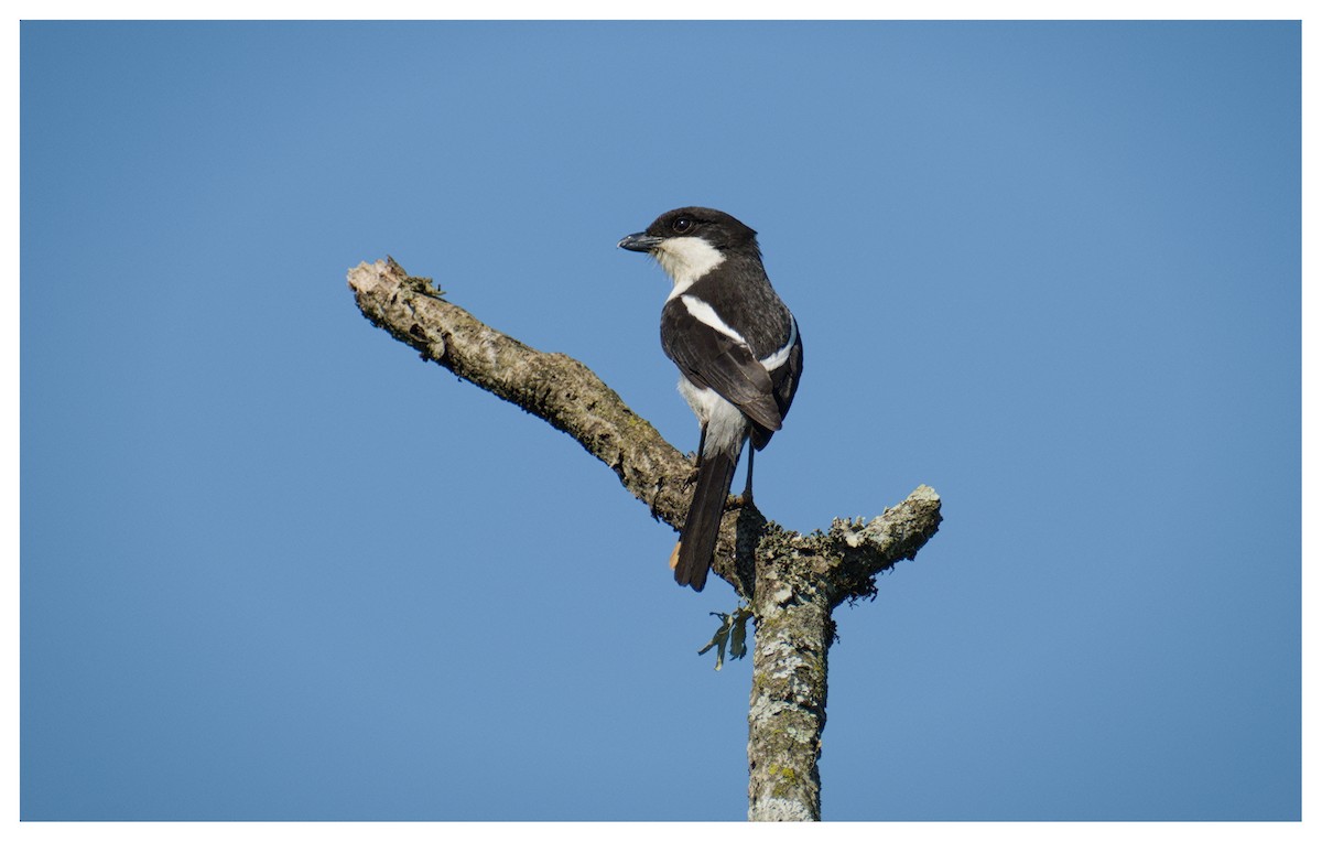 Southern Fiscal - ML643271031