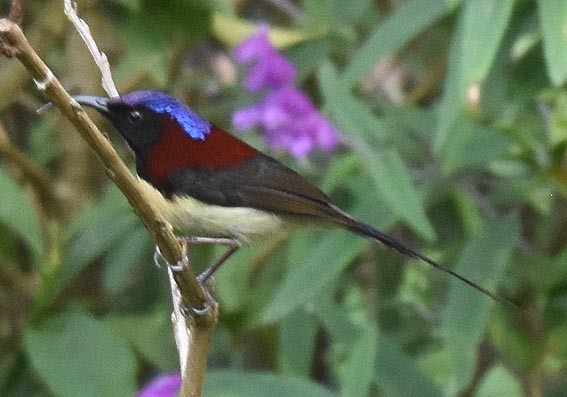 Black-throated Sunbird - ML643271033