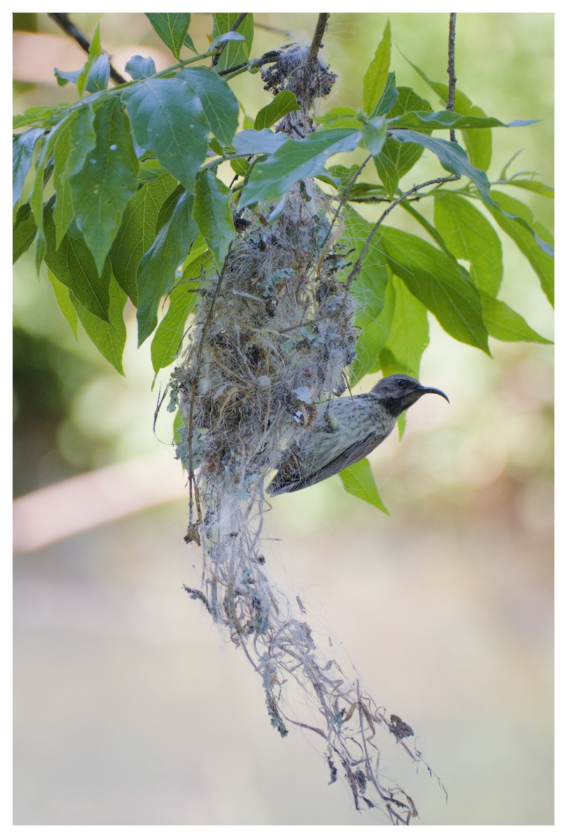 Amethyst Sunbird - ML643271036