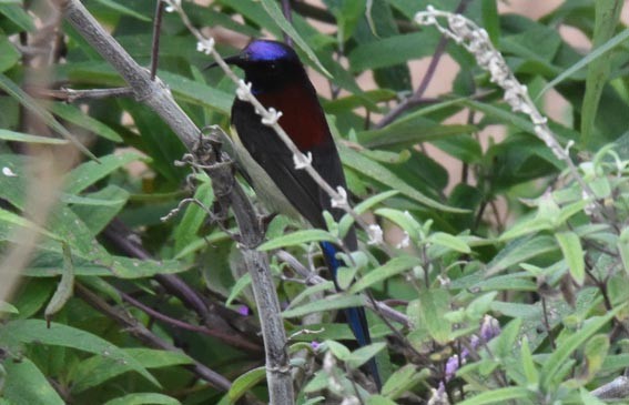 Black-throated Sunbird - ML643271049