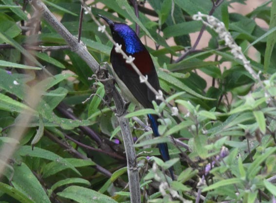 Black-throated Sunbird - ML643271059