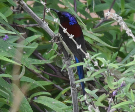 Black-throated Sunbird - ML643271064