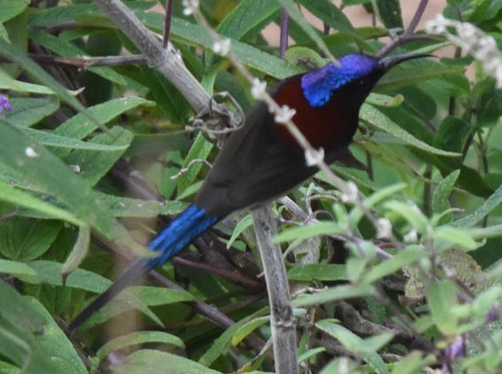 Black-throated Sunbird - ML643271068