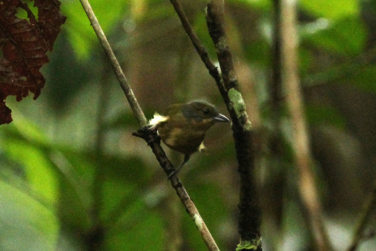 Fulvous-crested Tanager - ML643271107