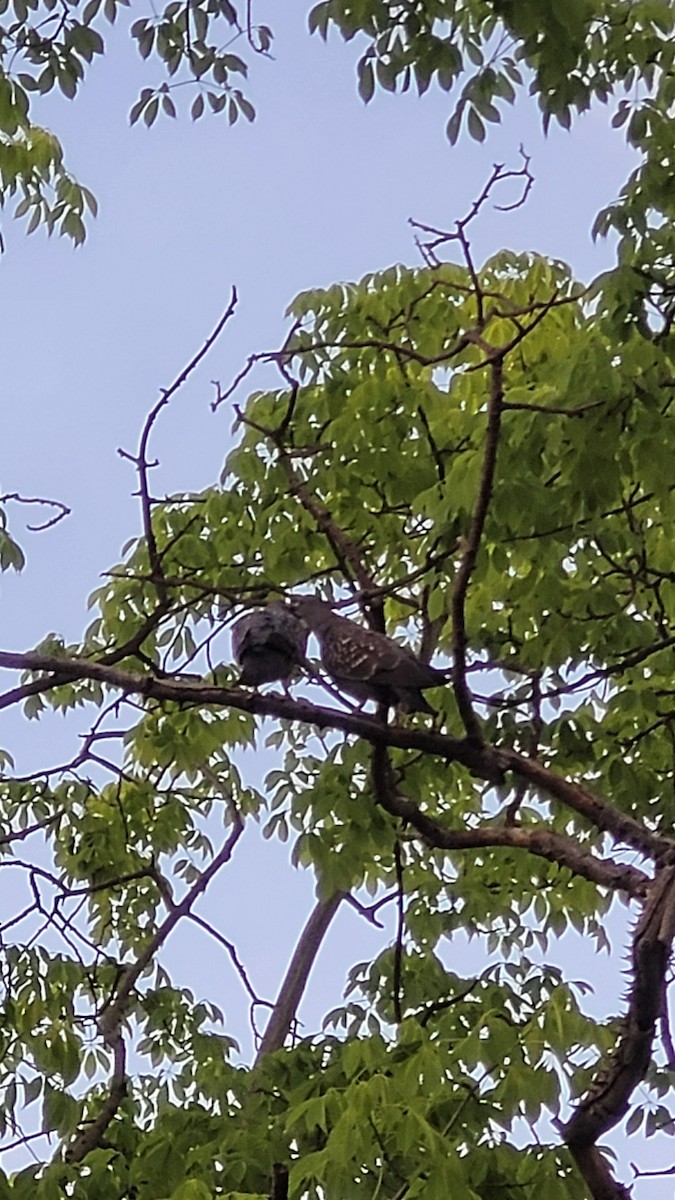 Spot-winged Pigeon - ML643271116