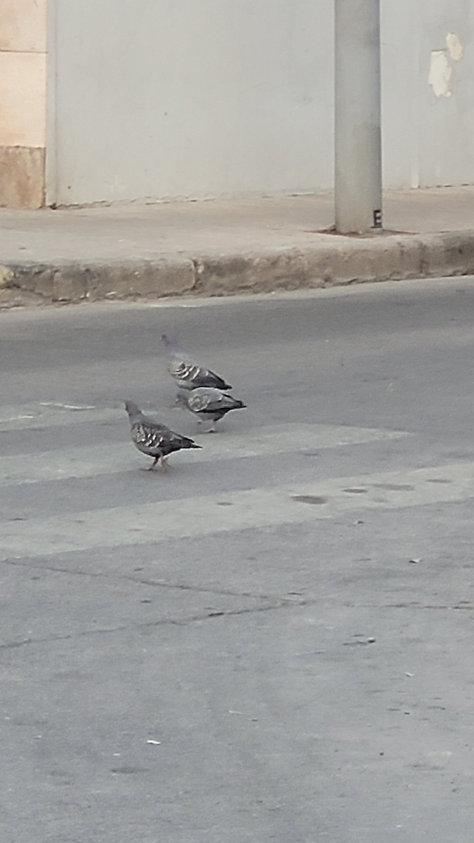 Spot-winged Pigeon - ML643271138