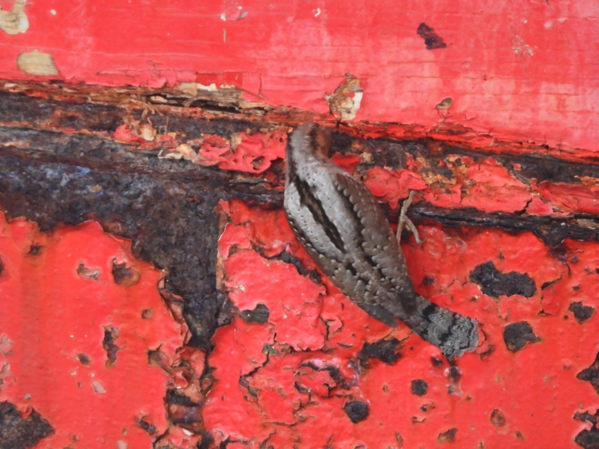 Eurasian Wryneck - ML643271150